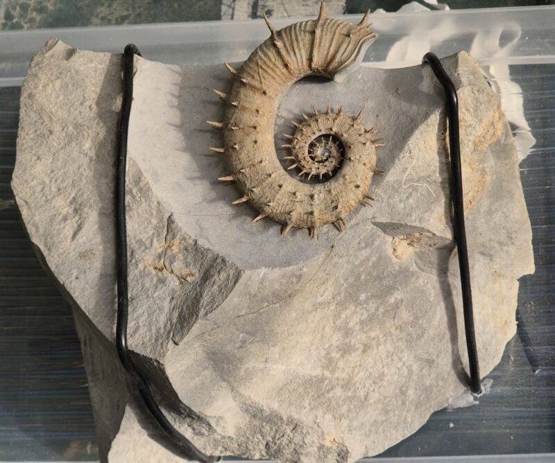 Crioceras Hauterivien