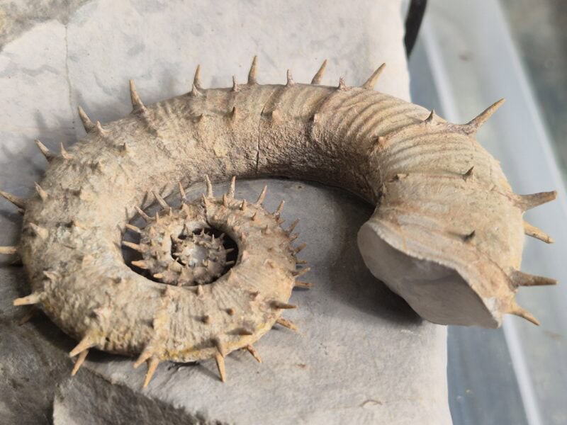 Crioceras Hauterivien – Image 4
