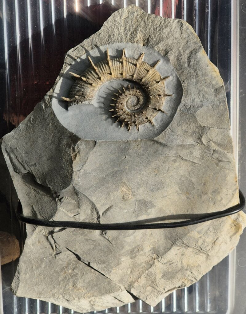 Crioceras Marjorensis Hauterivien