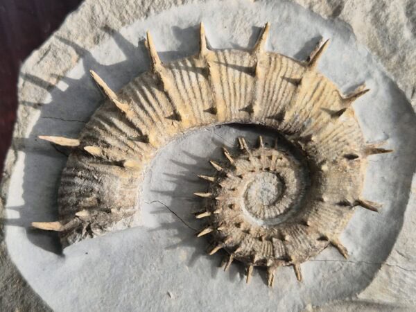 Crioceras Marjorensis Hauterivien