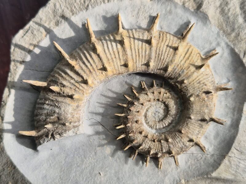 Crioceras Marjorensis Hauterivien