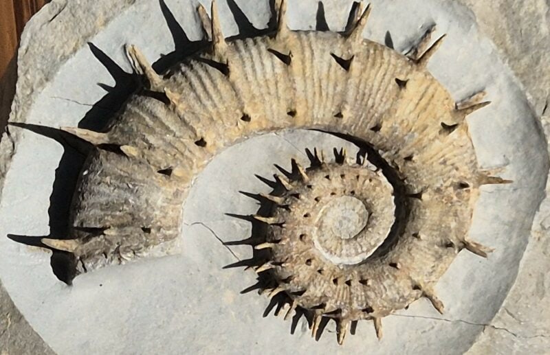 Crioceras Marjorensis Hauterivien