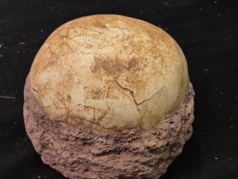 Oeuf Hadrosaure. Coquille d'oeuf fossilisée de l'espèce de dinosaure Hadrosaure à mâchoires aplaties . Crétacé de Chine. 65 à 80 millions d'années.