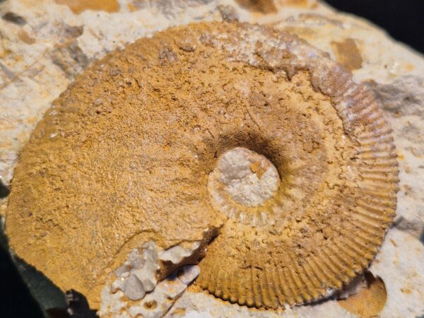Kosmoceras Trézé