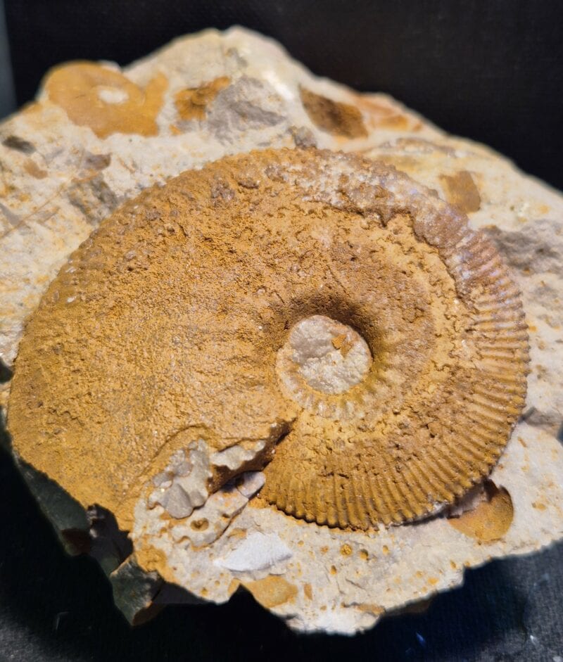 Kosmoceras Trézé