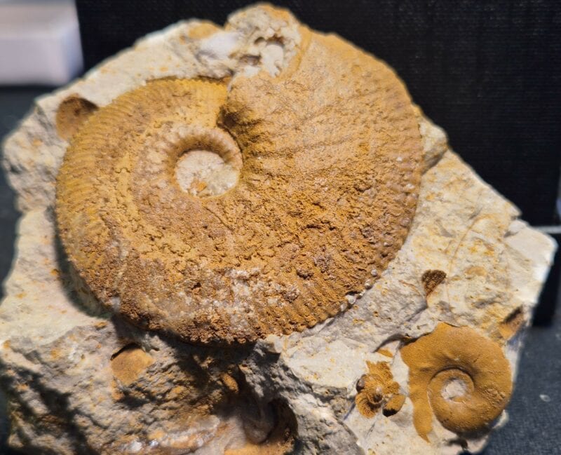 Kosmoceras Trézé