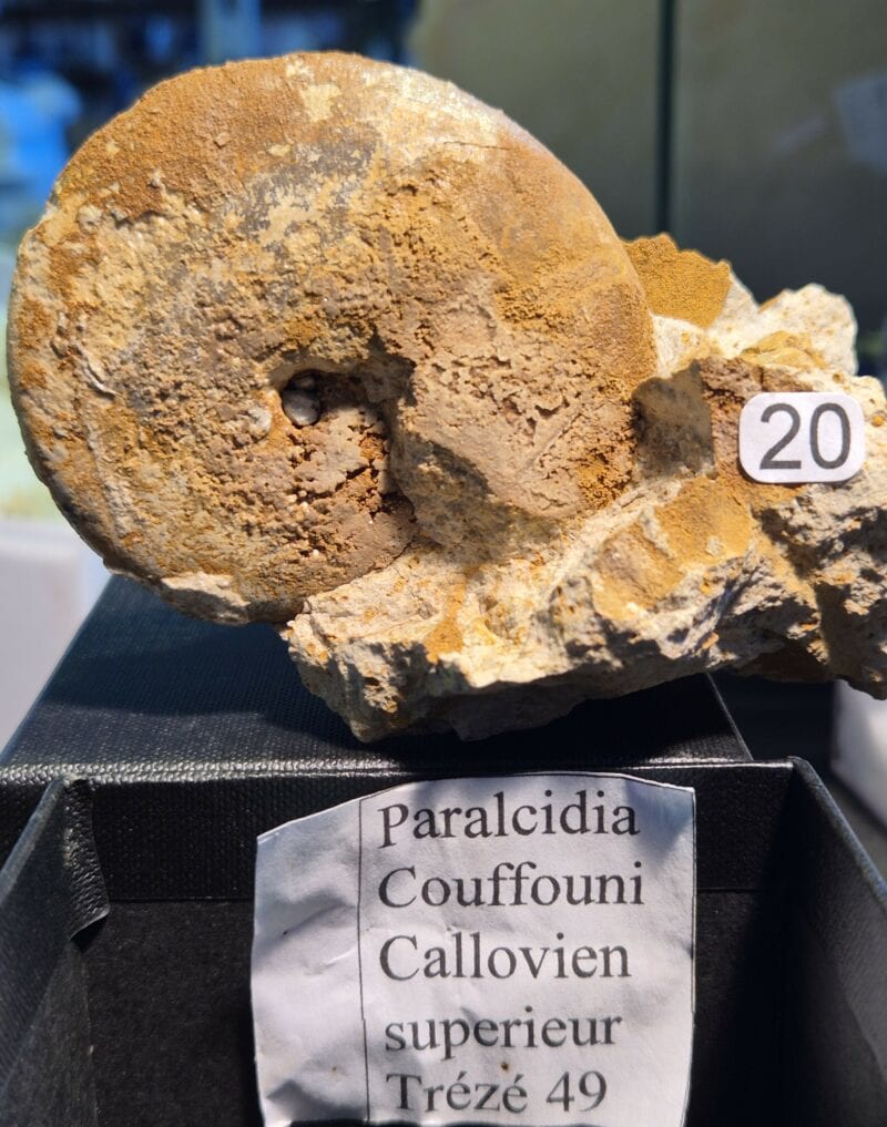 Paracildia couffoni