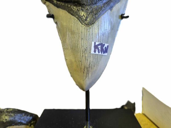 Carcharodon Megalodon 1