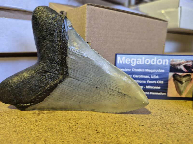 Carcharodon Megalodon 1 – Image 2