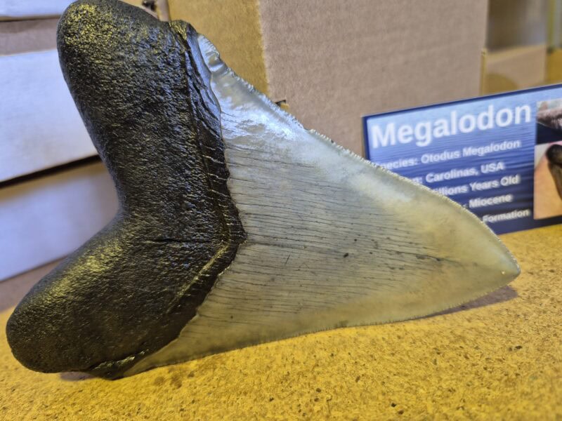 Carcharodon Megalodon 1 – Image 3