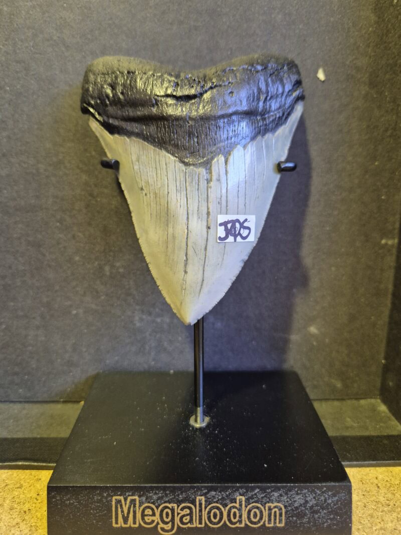 Carcharodon Megalodon 2 – Image 3