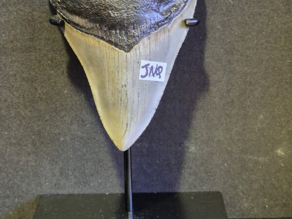 Carcharodon Megalodon 3