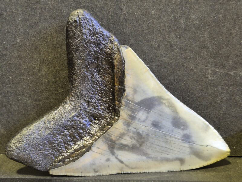 Carcharodon Megalodon 3 – Image 3