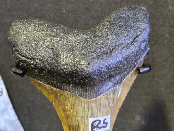 Carcharodon Megalodon 4