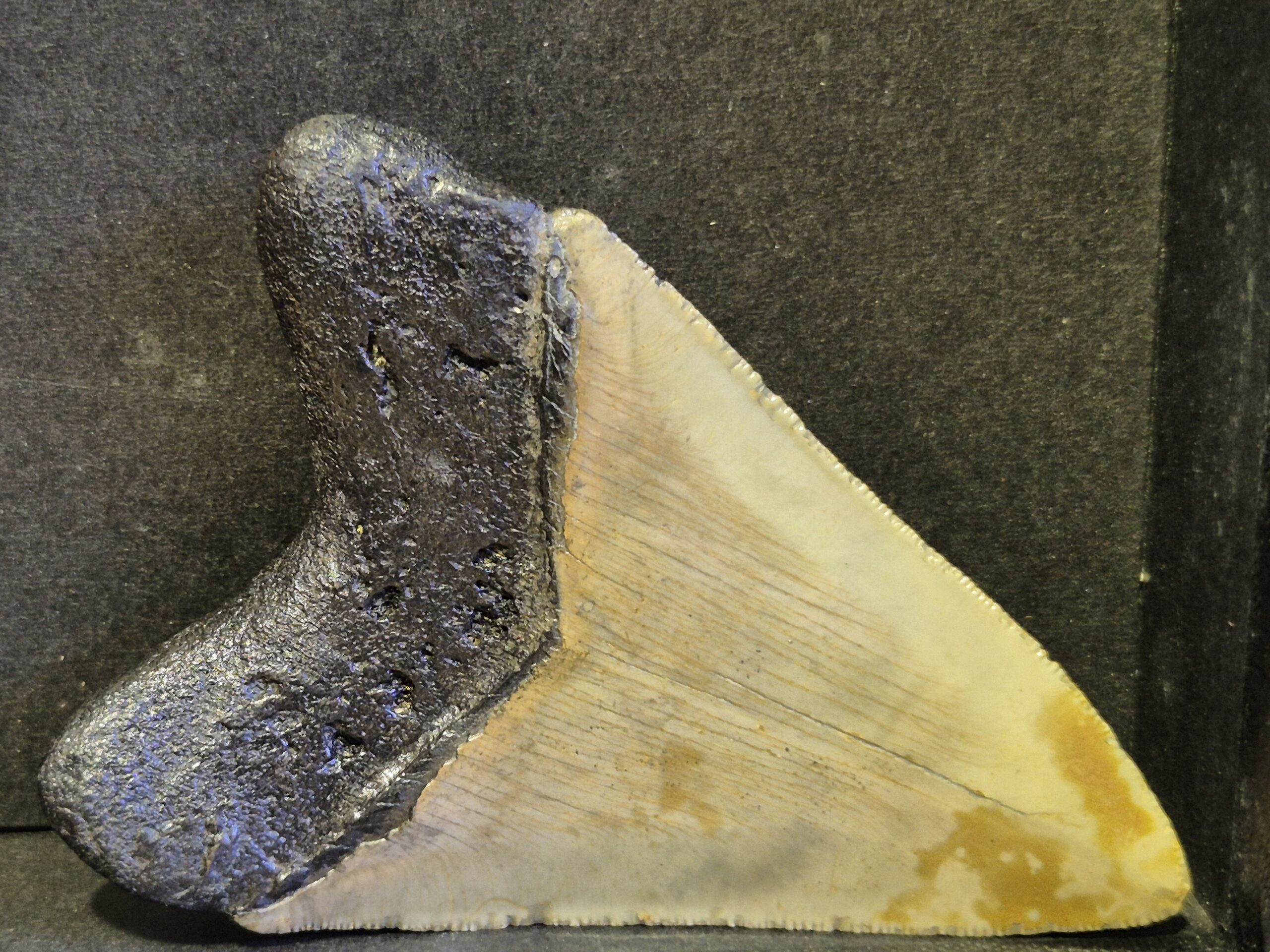 Carcharodon Megalodon 5