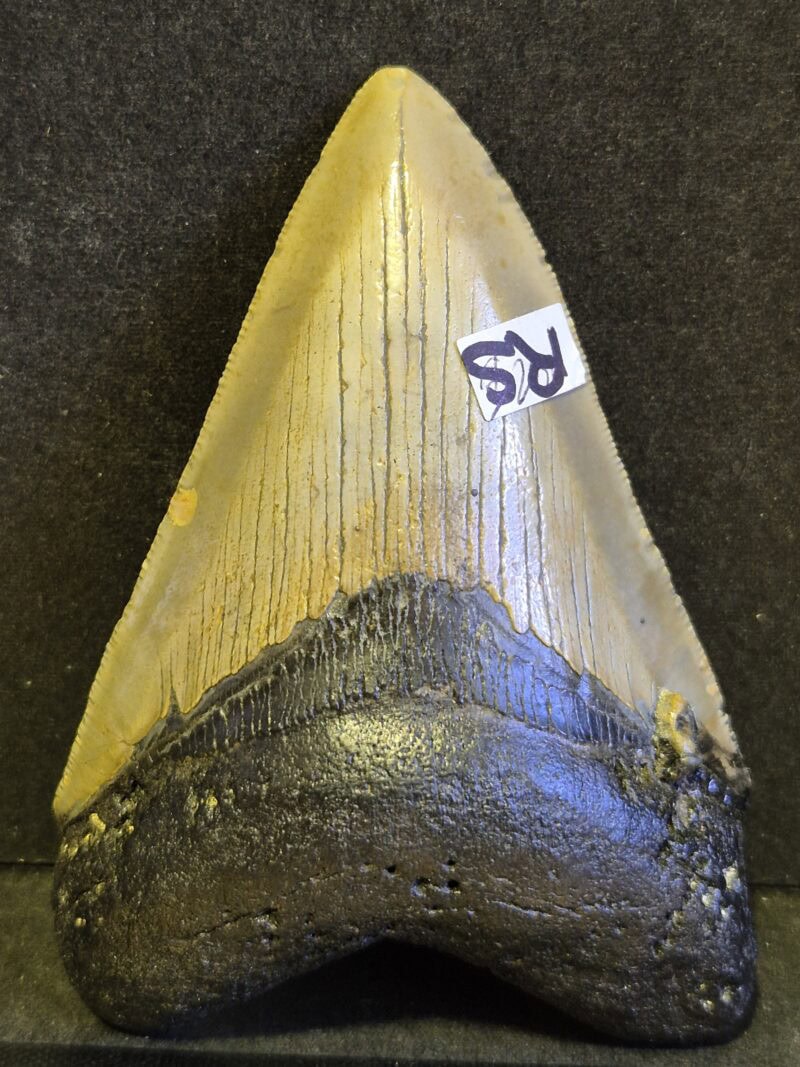 Carcharodon Megalodon 5 – Image 2