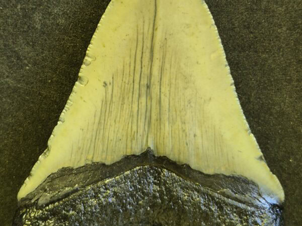Carcharodon Megalodon 6