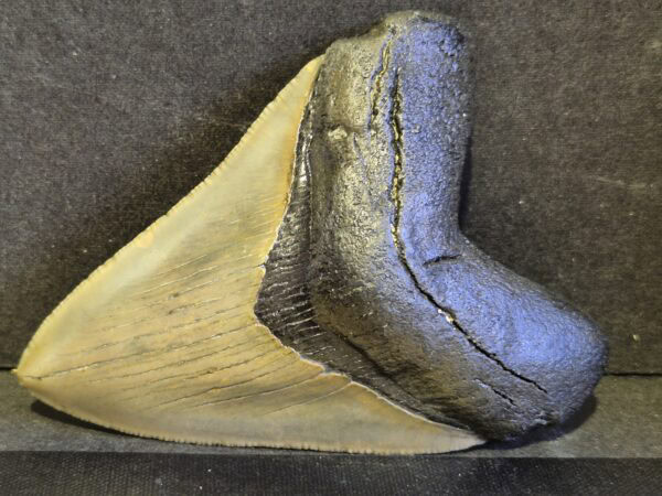 Carcharodon Megalodon 7