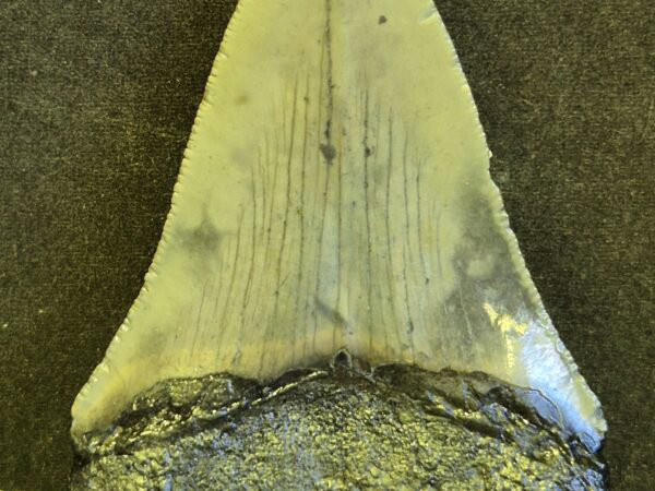 Carcharodon Megalodon 8