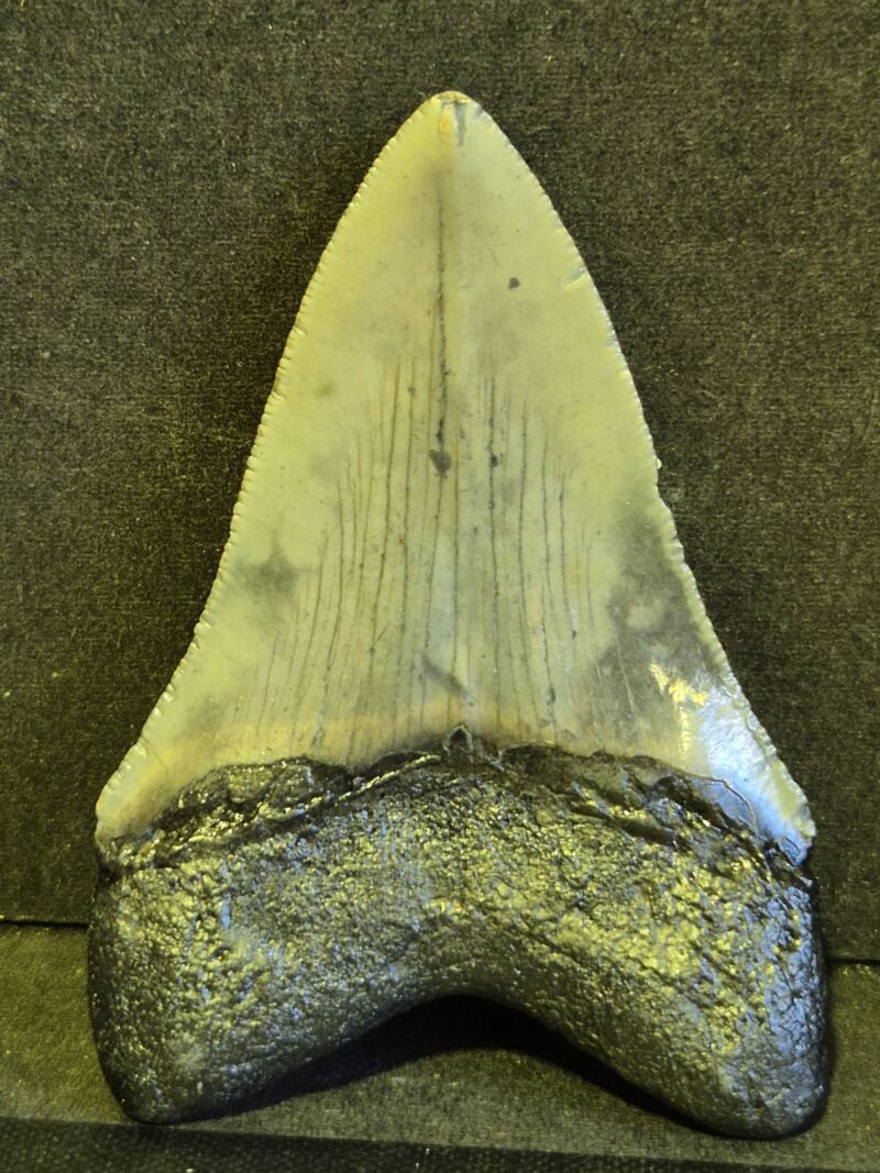 Carcharodon Megalodon 8