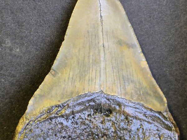 Carcharodon Megalodon 9