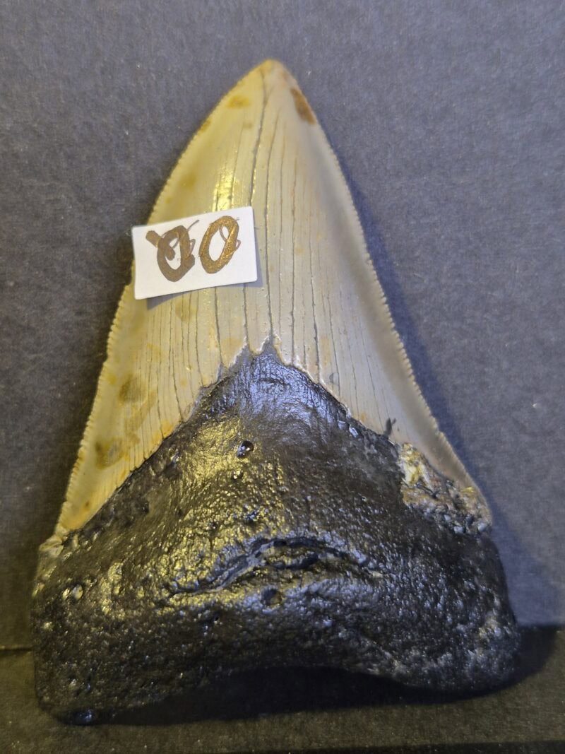 Carcharodon Megalodon 11