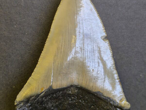 Carcharodon Megalodon 11