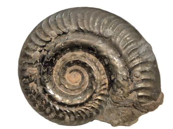 Hildoceras du Toarcien