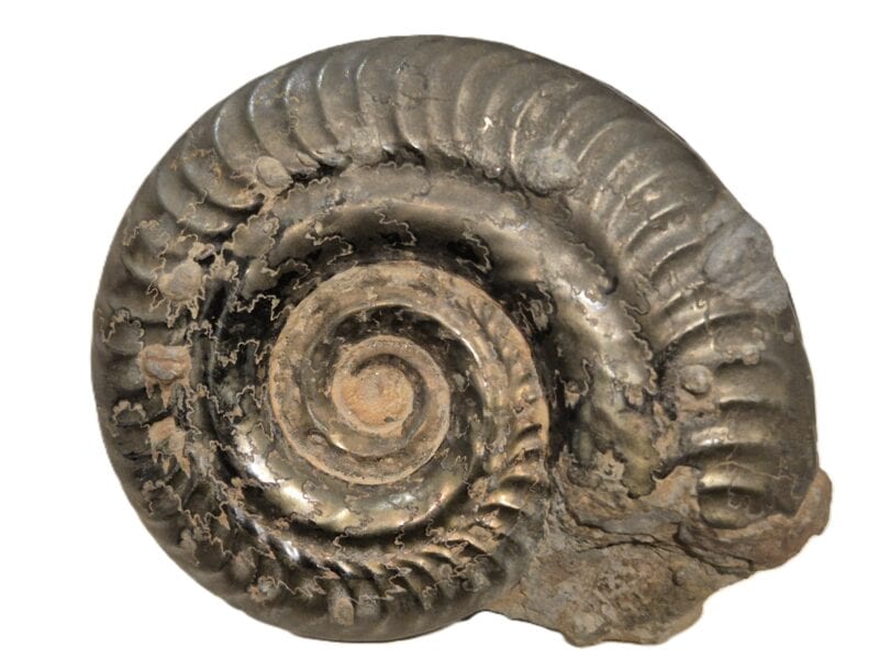 Hildoceras du Toarcien
