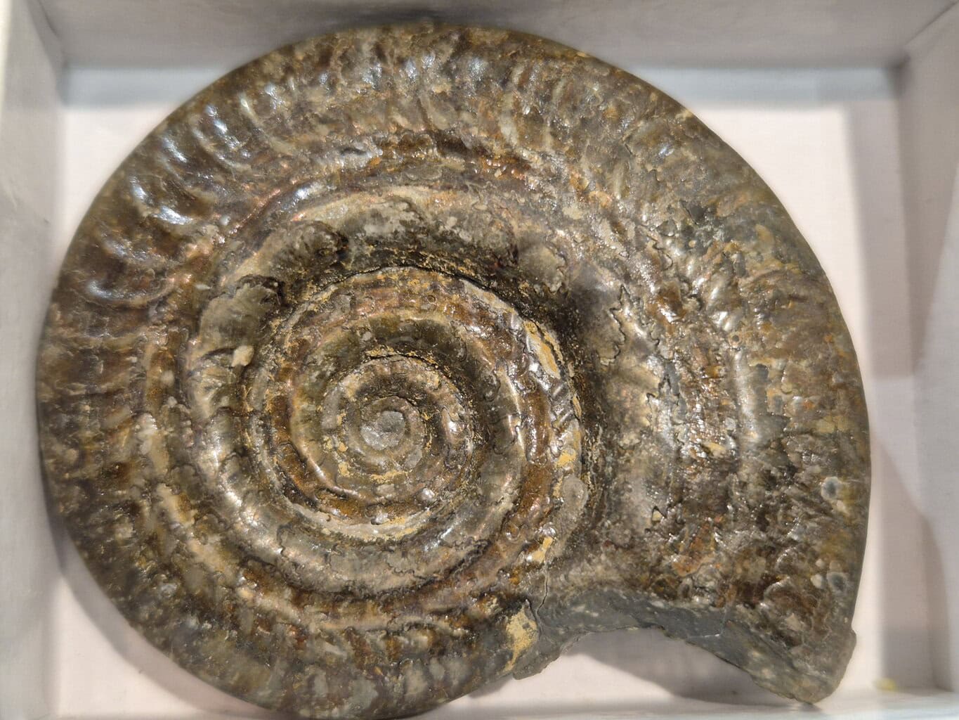 Hildoceras Toarcien