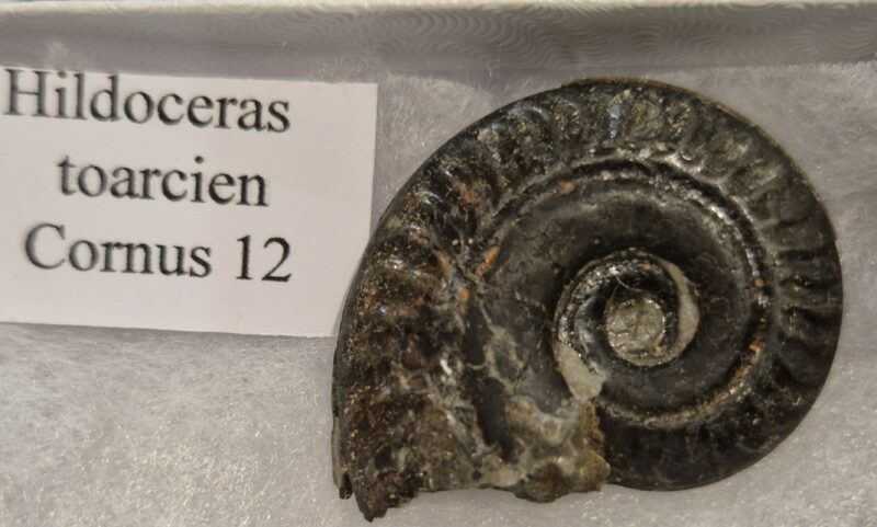 Hildoceras Larzac