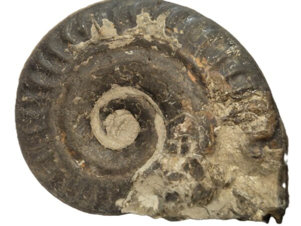 Hildoceras Larzac