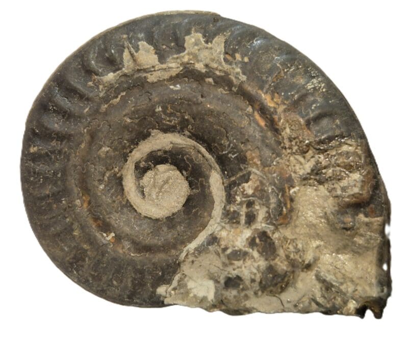 Hildoceras Larzac