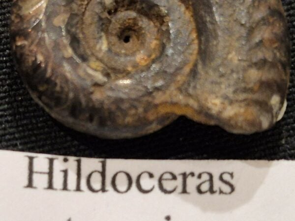 Hildoceras Aveyron