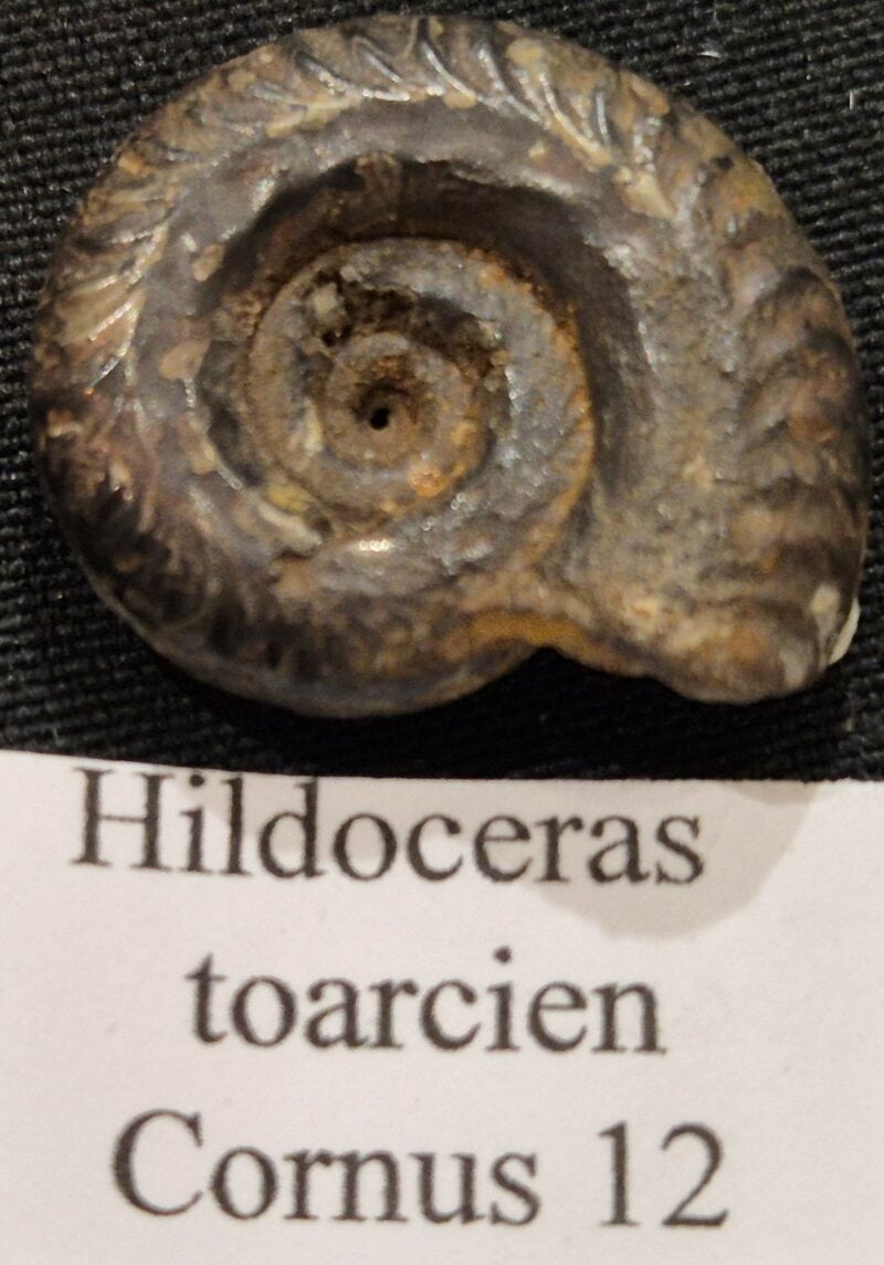 Hildoceras Aveyron