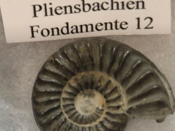 Arietites rutenense Pliensbachien