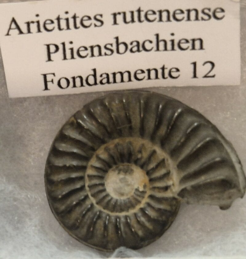 Arietites rutenense Pliensbachien