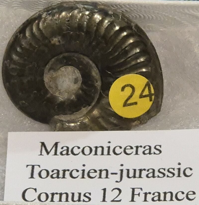 Maconiceras Aveyron