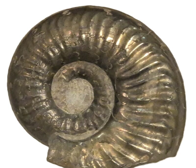 Maconiceras Aveyron