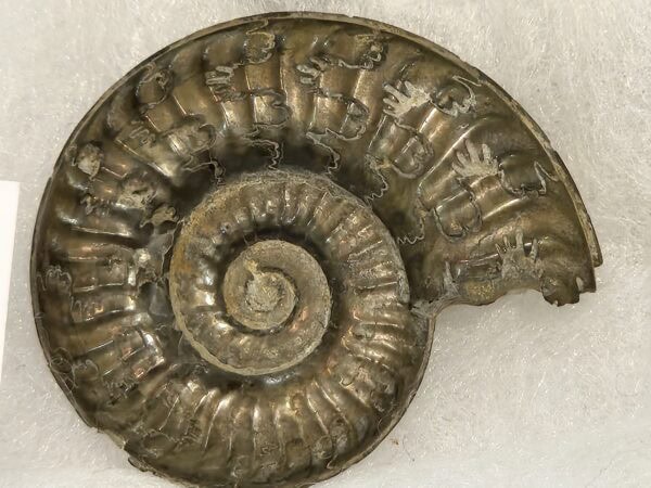 Podagrosites Aveyron