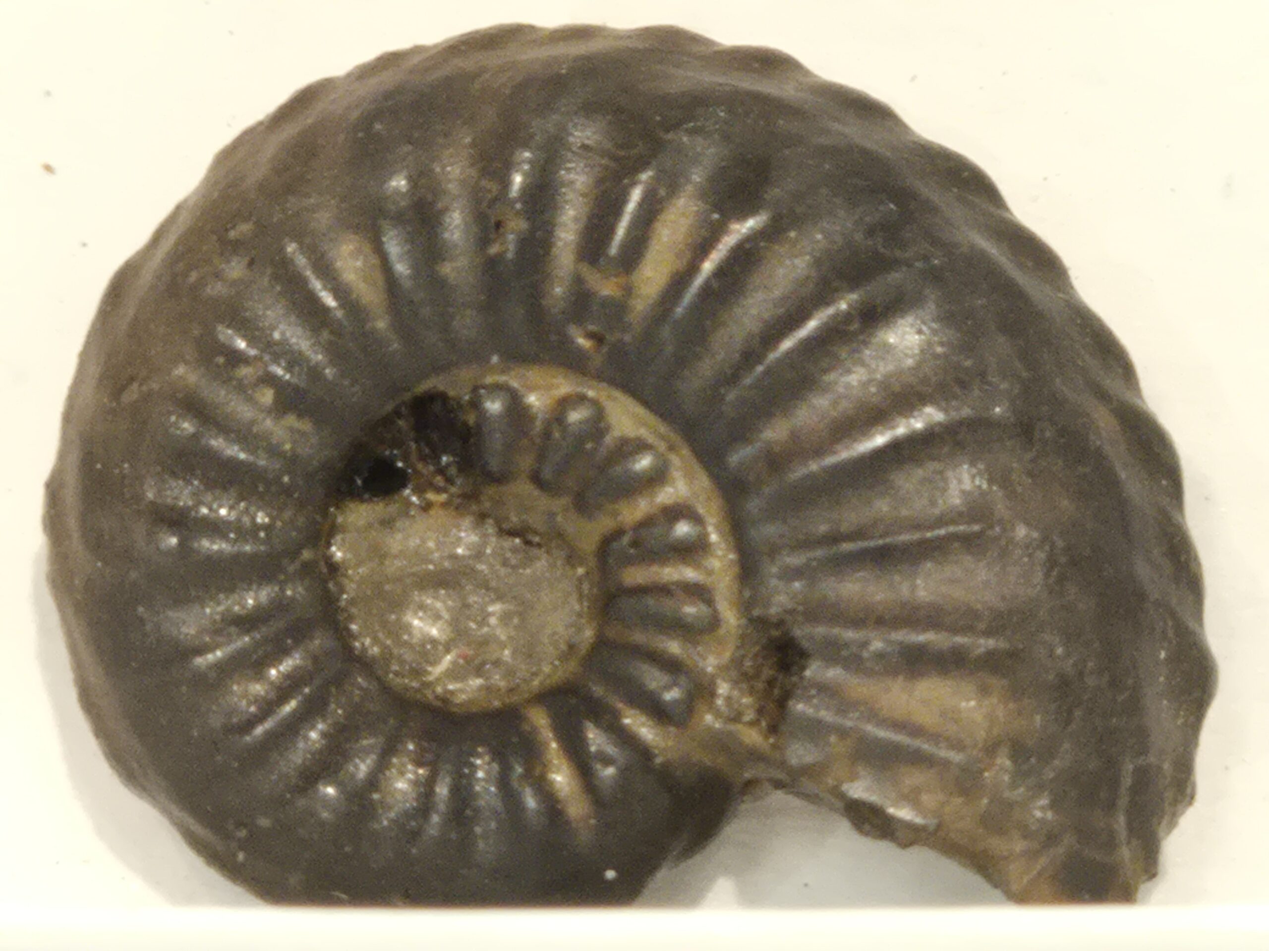 Amaltheus Aveyron