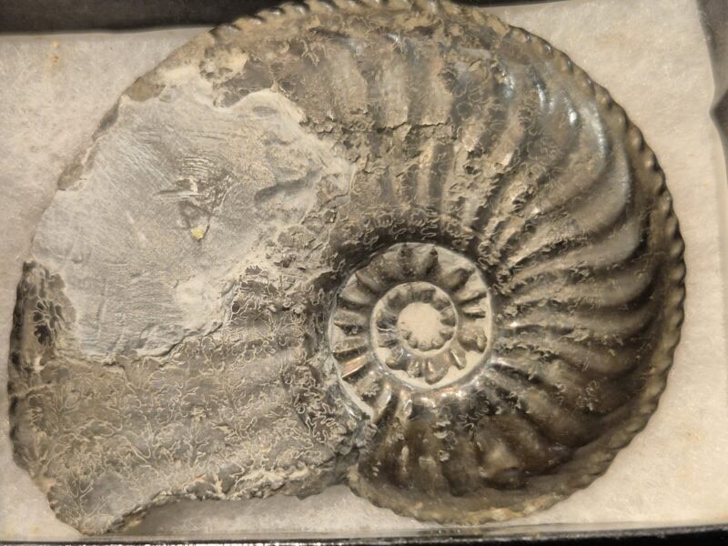 Amaltheus margaritatus