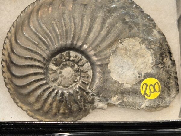 Amaltheus margaritatus