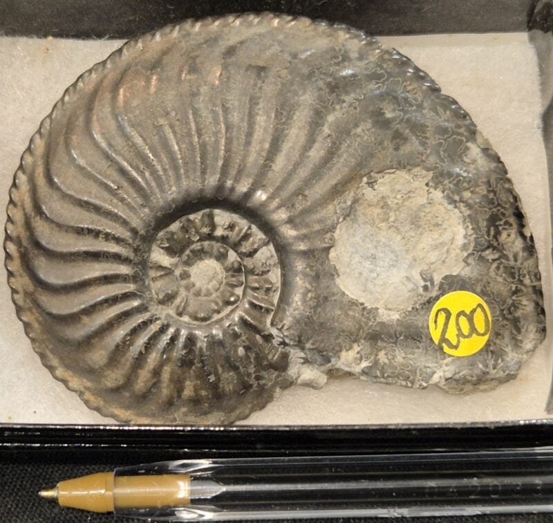 Amaltheus margaritatus
