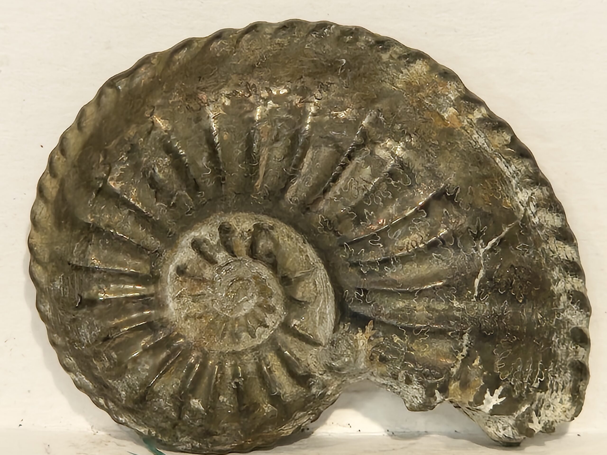 Amaltheus du pliensbachien