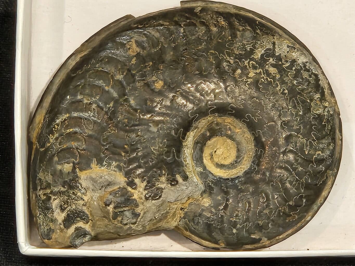 Harpoceras du Larzac