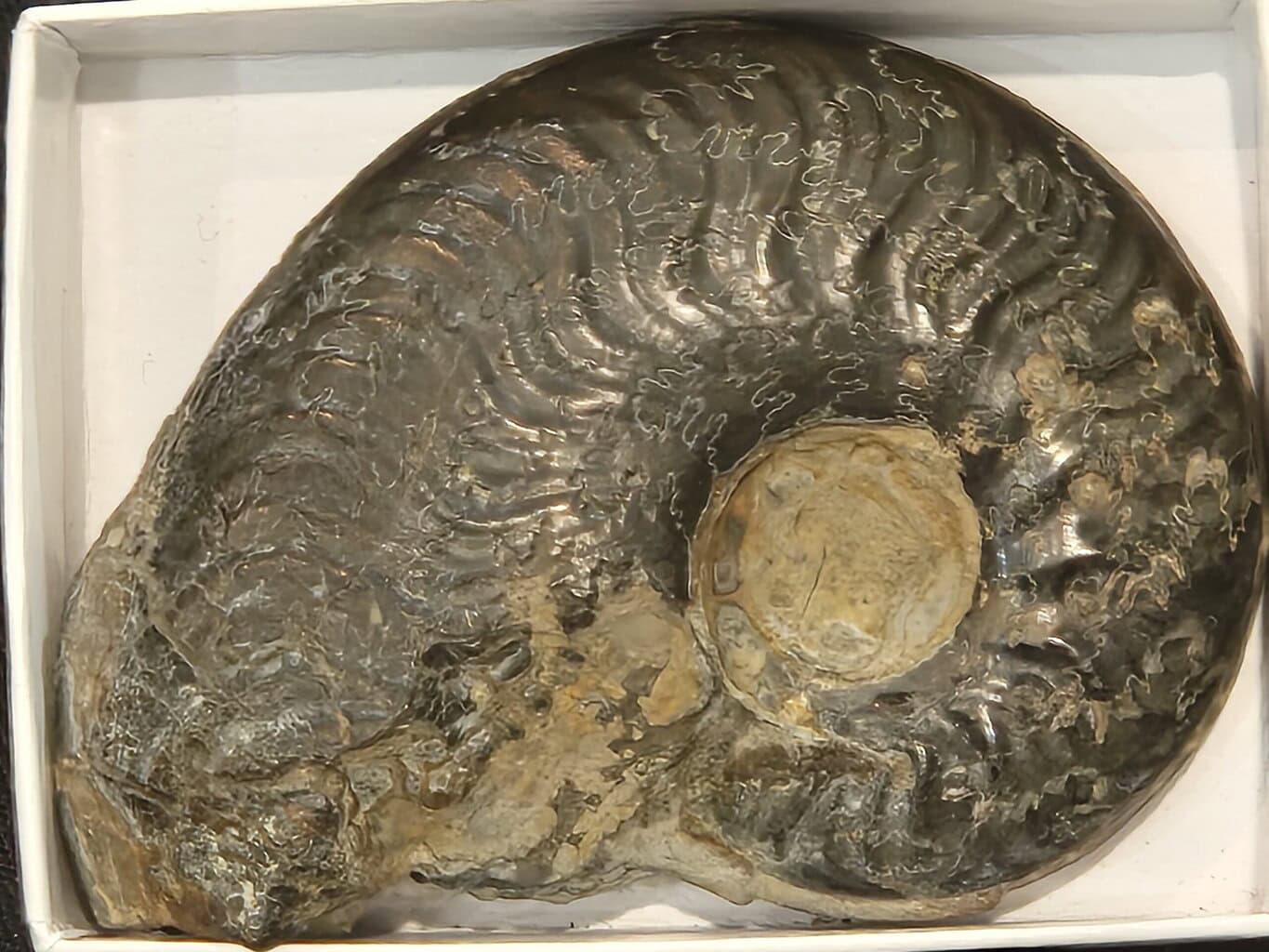 Harpoceras Toarcien
