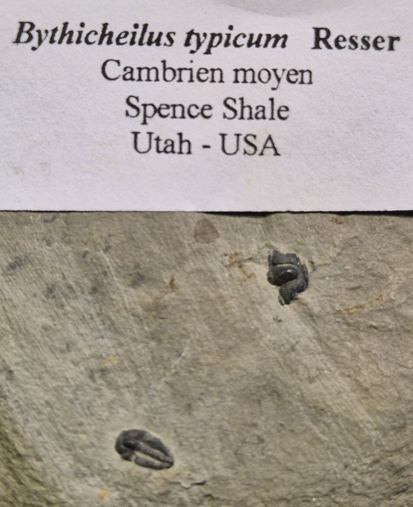 Bytchicherlus typicum