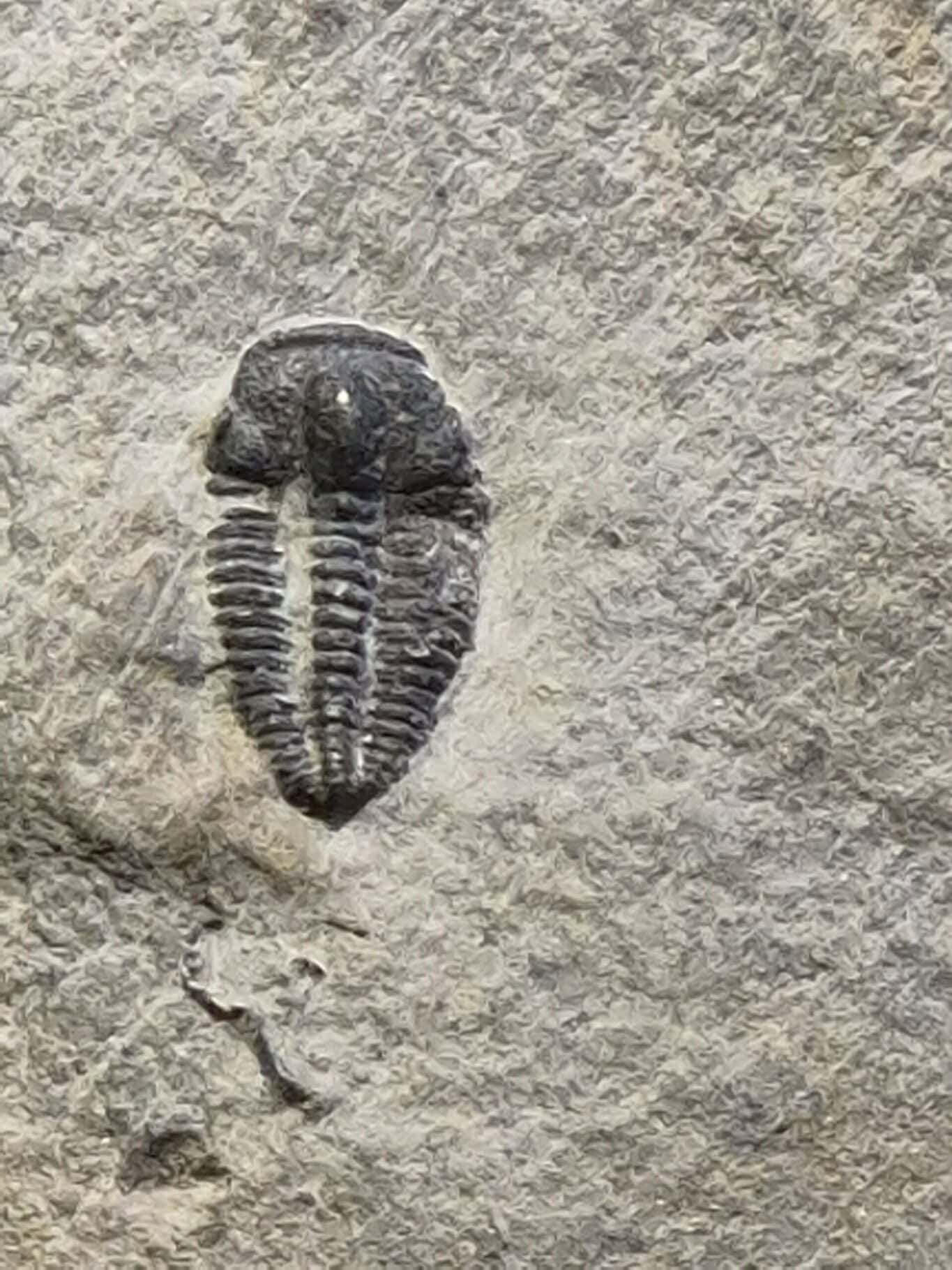 Bytchicherlus typicum