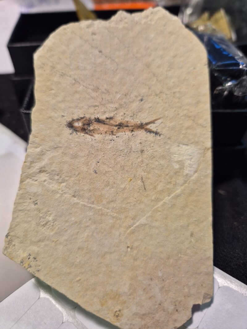 Knightia juvénile